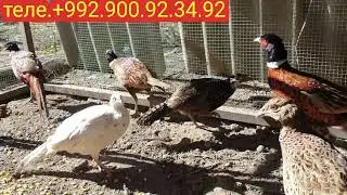 фуруши бо нархи арзон