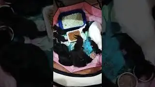 спасённые с улицы две кошки и 10 котят #бездомныеживотные #котик #котята