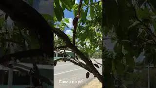 A caminho de Porto Seguro