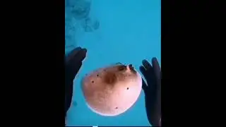 #мем