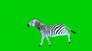 Zebra green screen video footage free no copyright 