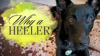 German Heeler, Why I Chose this Hybrid Dog Breed