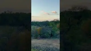 Surrounded by Coyotes in Texas!!
