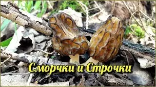 СМОРЧКИ и СТРОЧКИ | По лесам и болотам собираем Весенние Грибы