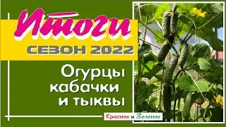 Огурцы, кабачки и тыквы. Итоги сезона 2022