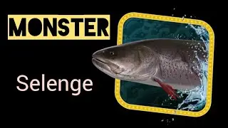 18- The Selenge MONSTER / Taimen-Khan / Guide