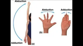 Abduction and Adduction in Anatomy ; Definition, Meaning, Differences between