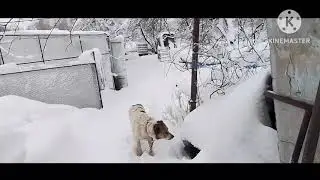 Свинарник не выдержал пол метра мокрого снега. Погибло 16 поросят и несколько курей.