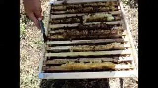 Применение на пасеке элементов биодинамического пчеловодства (часть вторая).