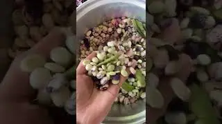 Fava verde Com quiabo #fava #quiabo #plantação