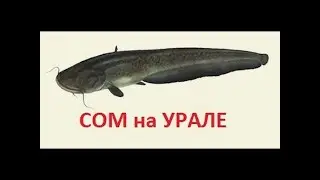 Русская Рыбалка 3 Сом Урал