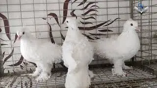 புறா பண்ணை || FARM UPDATE || GN PIGEON FARM ||