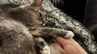 You’ll Never Guess What I Just Had Mom! Catnip! | BilliSpeaks