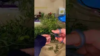 Çalışma masam harika oldu bencee🤭🫶🏻💐