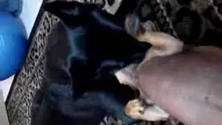 Licking Dogs