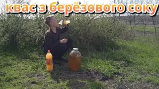 Сбор берёзового соку квас своими руками
