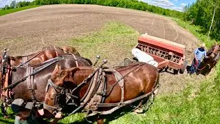 PLANTING TIME & Good Practice for Duke and Earl! 