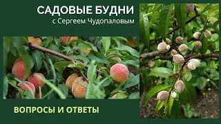 Садовые Будни с Сергеем Чудопаловым. Вопросы и ответы.
