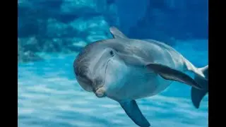Box Dolphin- Guilty Gear Meme