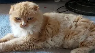Stray Cat Strut  Abandoned by The Owner