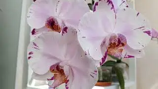Орхидея Мэджик Арт (Phal.Magik Art) обзаводится новыми корешками 🥳 Цветун