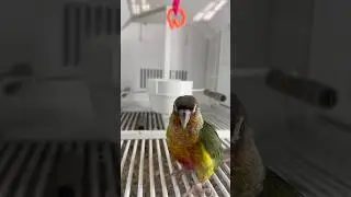 Fun bird! #birds #kidsvideo #shorts