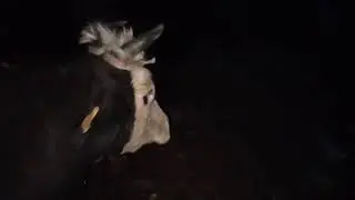 Ош Учкун мал базар