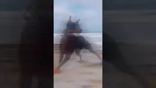 ЭDUT ~ Doberman