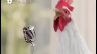 Курица поёт