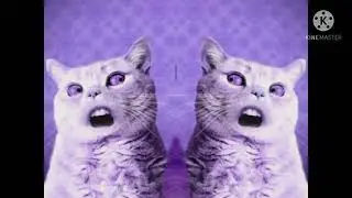 Singing Cats In Conga Busher