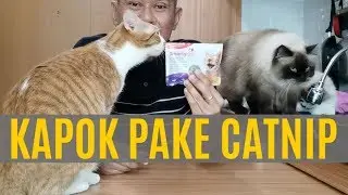 Efek Catnip Pada Kucing