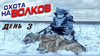 охота на волков!добыл двух волков!