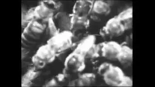 Фильм о пчеловодстве  1969 г  Часть 2
