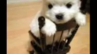 loldogs