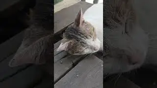 kawan senang #cat #catkucing #babyanimal #catlover #kucingabuabuyanglucu #babycat
