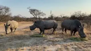 Lula. Khulula and Ubuntu get a snack
