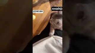 загружаю на Ютуб всё что есть в галерее и всё что знаю UwU