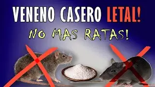 2 Trampas Letales Para Ratas y Ratones - Matarratas Caseros