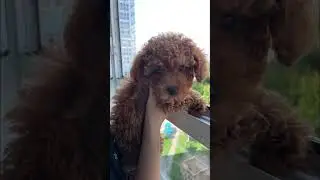На прогулку той пудель готов!!! Гав!!!