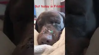 #Labrador sleeping having #puppy dreams. #Shorts #shortsvideo #FNL