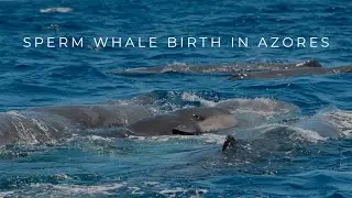 SPERM WHALES GIVING BIRTH FILMED IN AZORES