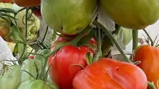 Жалею, что не сажала эти сорта раньше! СУПЕР урожайные ТОМАТЫ!