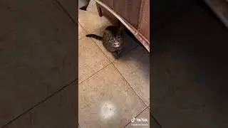 Кот говорящий рот. Четыре мандавошечки.