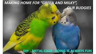 BUDGIE CAGE. DIY CAGE MAKING PROJECT. MAKING CAGE FOR NEW BIRDS.