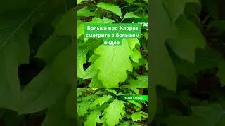 4 стадии хлороза