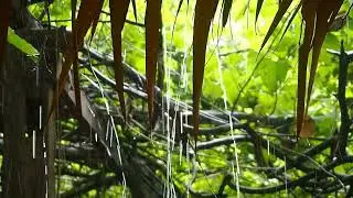 Enchanted Forest in the Midst of a Torrential Downpour