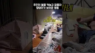 "참 손 많이 가네?.." 주인이 불 켜고 잠들자 댕댕이가 보여준 행동
