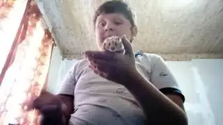про содержанея хомяка
