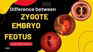 Difference b/w Zygote, Embryo and Feotus || Three stages of Pregnancy and Embryonic Development