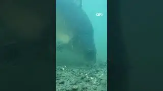 BIG CARP FEEDING! 🐋